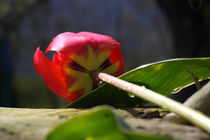 Tulpen Traum - beautiful tulips von ropo13