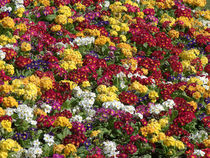 Flowers of colour von Robert Gipson