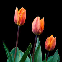 Three Tulips von John Biggadike