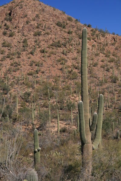 2-saguaro-np