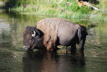 Bison - Yellowstone NP by usaexplorer