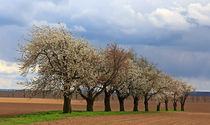 Kirschbaumblüte von Wolfgang Dufner