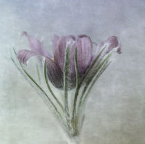 faded spring von Franziska Rullert