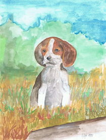 Ein Beagle Welpe im Feld von Lidija Kämpf