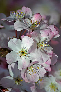 Pink Spring Blossom by Colin Metcalf