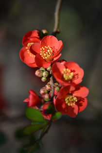Red Flowering Quince von Colin Metcalf