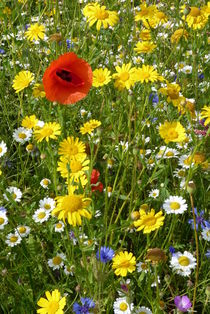 Wild Flower Meadow by Colin Metcalf