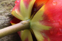 Tulpe - Tulip von ropo13