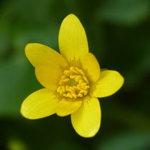The Common Lesser Celandine by Colin Metcalf