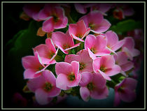Pink Flower Cluster von Colin Metcalf