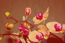 Orchideenblüten von Christine Bässler