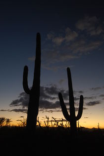 Saguaro NP (Arizona) - sunset by usaexplorer