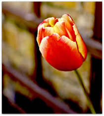 Tulip From Amsterdam von Buster Brown Photography