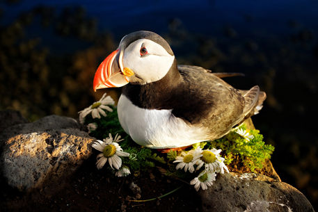 Iceland-puffin-1-print