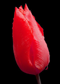 Red Tulip with raindrops by John Biggadike