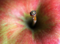 Apfel von Jens Berger