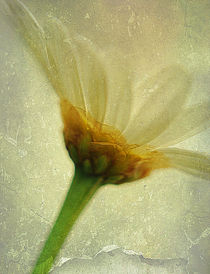 Margarite floral textures... by rosanna zavanaiu