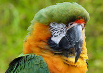 Hybrid Macaw by John Biggadike