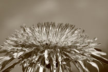 Pusteblume - Dandelion by ropo13