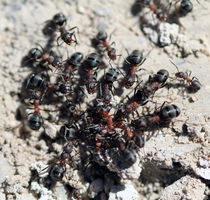 Ameisen von jaybe