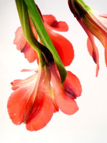 Blütenranke by Kerstin Runge
