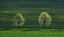 Bäume im Licht von Wolfgang Dufner