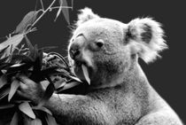 Koala eating eucalyptus leaves by Linda More