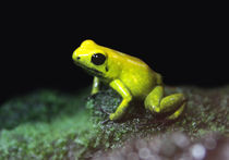 Poison Dart Frog by Linda More