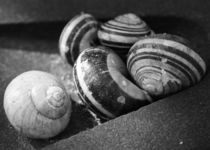 Schnecke, snail, Escargot by Falko Follert