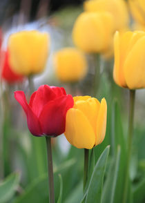 Tulpen, tulipes by Falko Follert