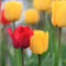 Tulpen-liebe