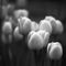 Tulpen-schwarz-weiss