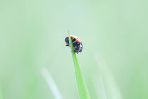 Ladybug by Marcel Derweduwen