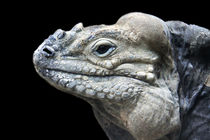 Rhinoceros Iguana head close up, black background  von Linda More