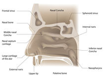 nose anatomy by Miro Kovacevic