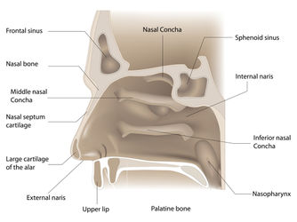Nose-anatomy