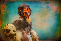 Finer Feathered Friends- Penelope, Queen of the King Vultures von Alan Shapiro