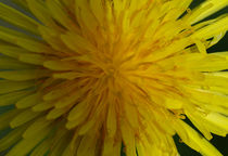 yellow flower von emanuele molinari