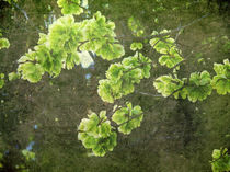Green Blossoms von Angela Bruno
