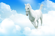 White horse moving through the clouds