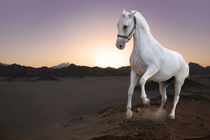 White horse and the sunset