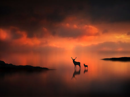 The-deer-at-sunset