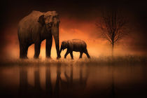 The Elephants at Dusk by Jennifer Woodward