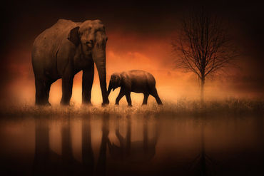 The-elephants-at-dusk-2