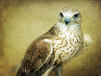 The Saker Falcon Stare by Amanda Finan
