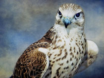 A Saker Falcon by Amanda Finan
