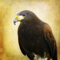 A Harris Hawk by Amanda Finan