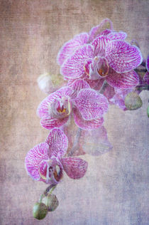 Orchid by Rozalia Toth