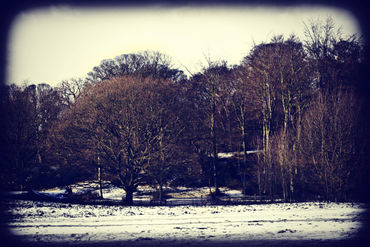 Winter-trees