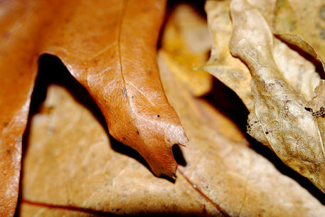 Autumn-leaves